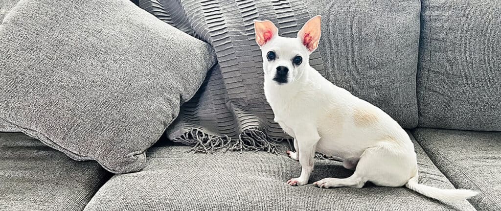 Small White Dog on Grey Couch with Pillow and Blanket