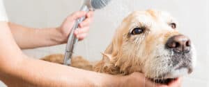 Large Dog Being Bathed with Person Holding Shower Head
